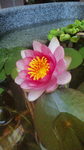 蓮の花.jpg