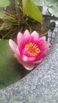 110616_094337蓮の花.jpg