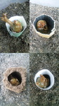 カブトムシ【さなぎ】.jpg