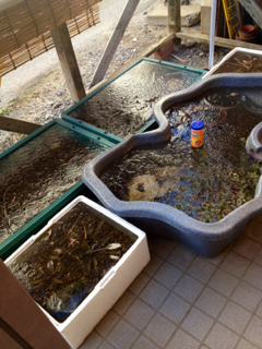 image-20120203103310.png